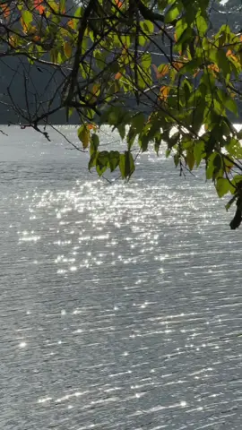 Một sáng bên hồ Xuân Hương ❤️#dalat #hoxuanhuongdalat #dibo #morning 