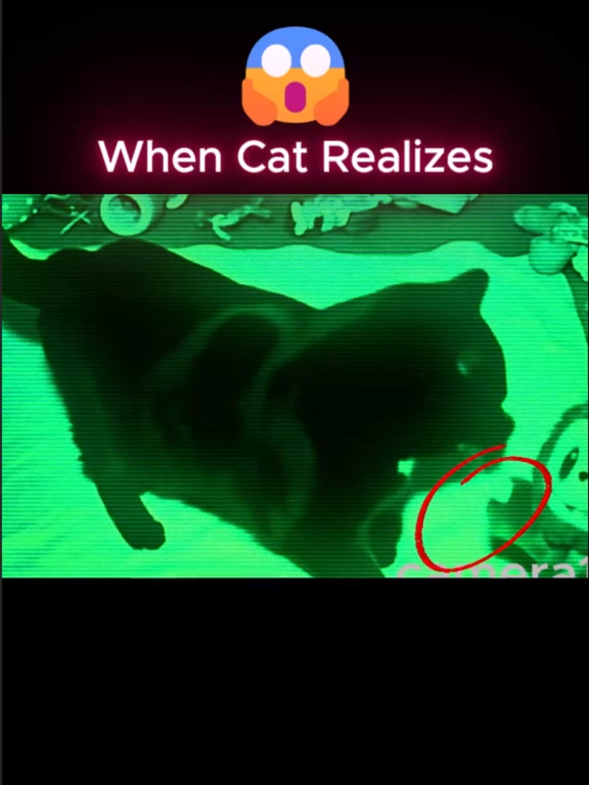 Cat Fight Labubu A black cat walks across the room… but look closely. Did Labubu really grab its tail? Or was it just an illusion of the camera? You decide. #Labubu, #HauntedToy, #ParanormalFootage, #CreepyPetCam, #PossessedPlush#NightVision, #BabyMonitorHorror, #CaughtOnCamera, #CreepyToys, #RealHorror, #Unexplained, #CatVideo, #GhostFootage, #Mystery, #viralvideotiktok