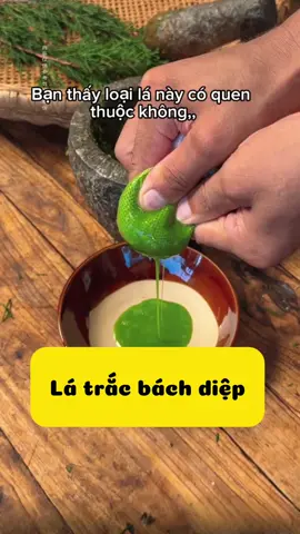 #vịthuốc #rụng_tóc #trắcbáchdiệp 