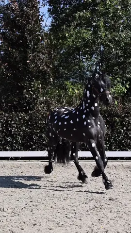 LETS INTRODUCE SOMETHING UNIQUE DOTCOM TKJ@Hennie Roffel @Maregerritsma @marit24#friesian #barockpinto #flandersfoalauction #pferdeliebe❤️ 