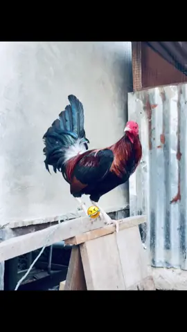 Haha#kbgfram #ayamimportfilipin🇵🇭 #fyp #ayamfilipin🇵🇭 #kandang #import #semogafyp 
