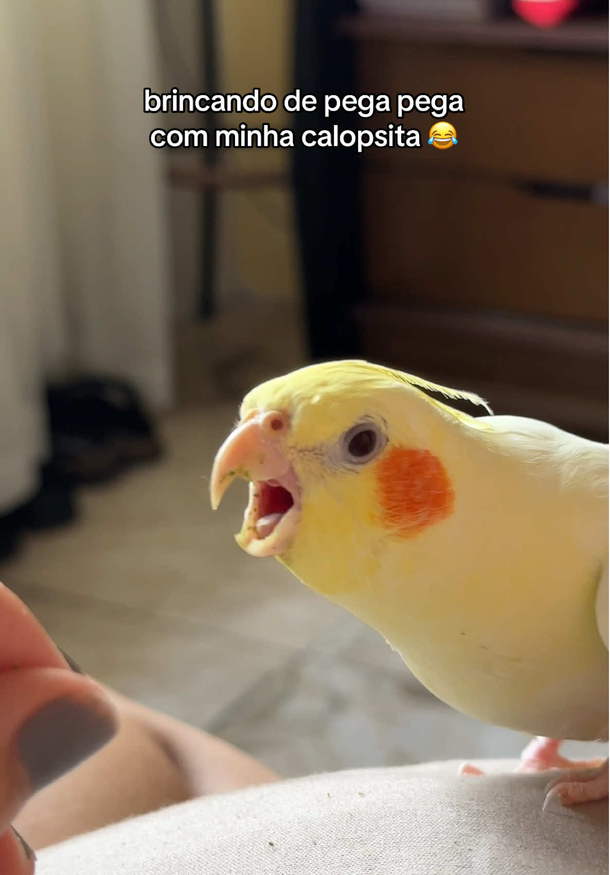 Brincando com Goldzinhoo kkkkk #calopsitas_mansa #calopsitaslove #calopsitasnotiktok #calopsitabrasil #calopsitafalando 