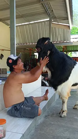 teman setia belang telon #peternakmuda 