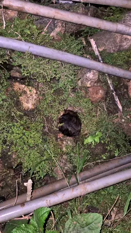 hewan ini salah masuk lubang 🐰#fyp