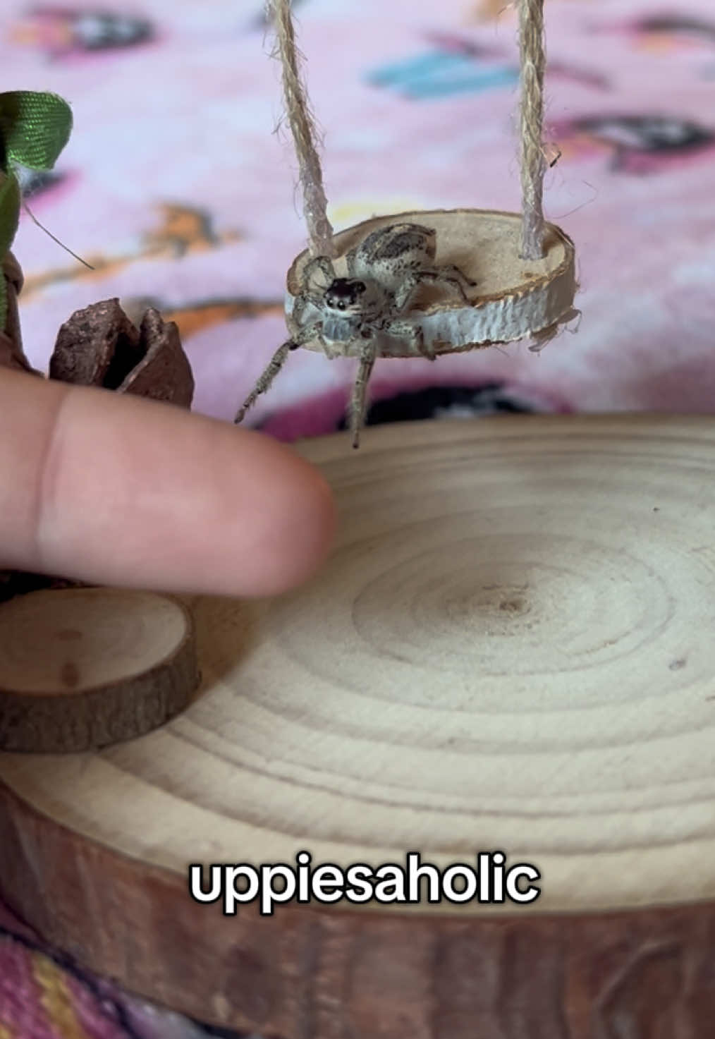 pray for Maple, she’s an uppies addict and i think she’s too far gone for rehab 😔🙏🏼 #jumpingspider #jumpingspideroftiktok #spiderpet #hylluswalckenaeri #phidippusregius 