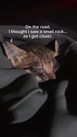 💔 One-eyed, abandoned, barely alive… and now a little warrior on the road to recovery! 🌟🐱💛 #RescueKitten #MiracleKitty #SecondChance