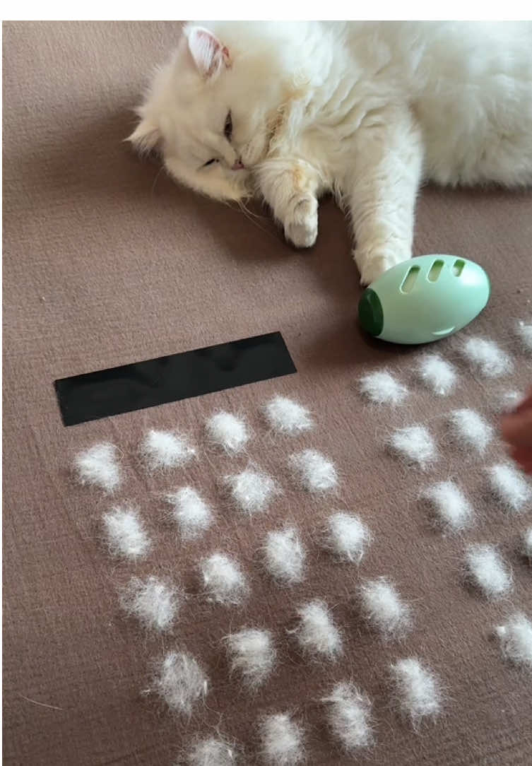 The most authentic pet hair product review in 2025🐈🐾#tiktokshop #tiktok #PetsOfTikTok #catsoftiktok #petproducts 