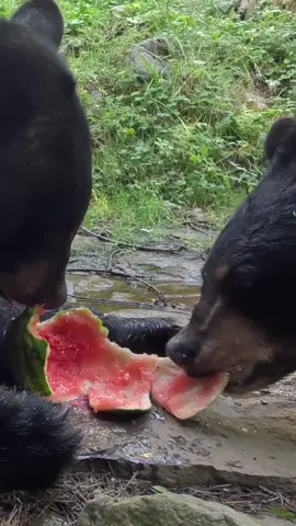 It’s all fun and games until someone steals your 🍉 #bear #watermelon #animals #OregonZoo 