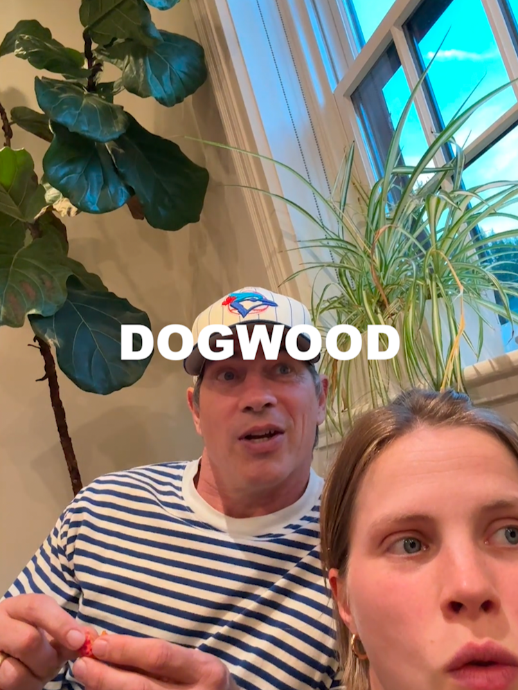 are we eating dogwood berries or no???