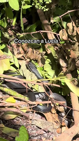 Conozcan a Lucía