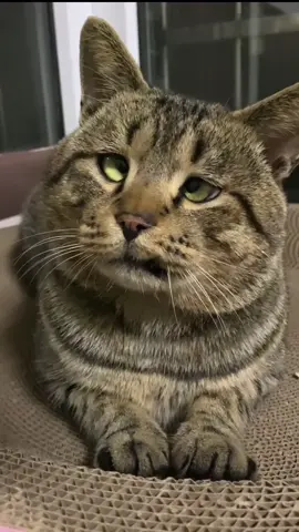 #cats