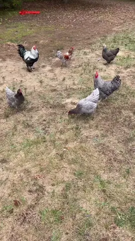 Chicken training 