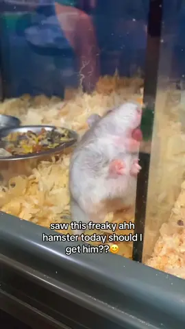 Guys let me know in the comments if I should get him!!😊🐹#hamster #petstore #freaky #freakyahh #abcxyz 
