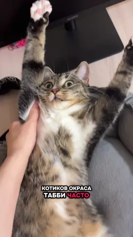 А вы знали, кто такие кошки #табби ?