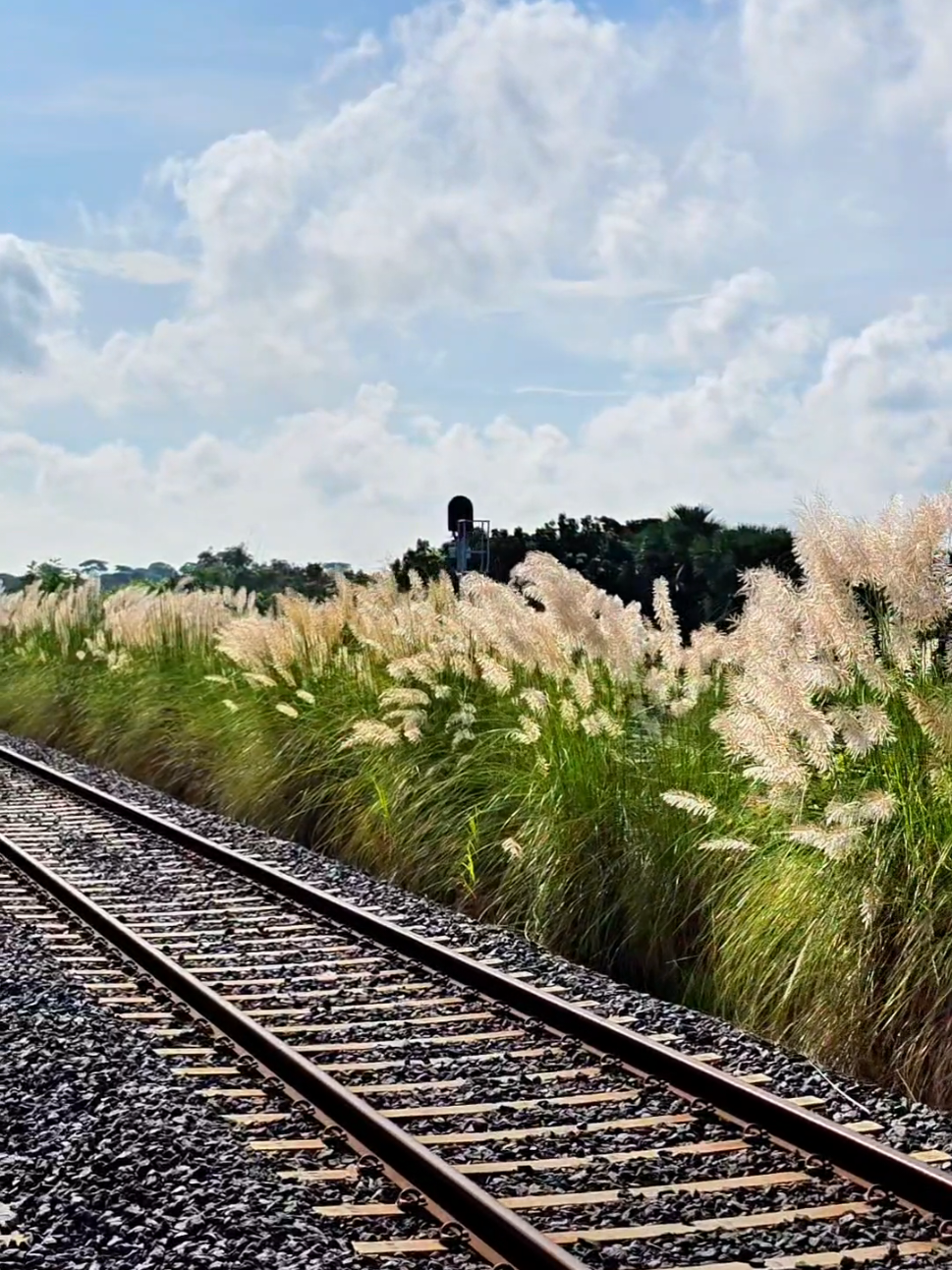 দুর্গাপূজা মানেই কাশফুলের সমাহার। #দুর্গাপূজা #দুর্গাপূজা২০২৫ #durgapuja #durgapuja2025 #joymaadurga 