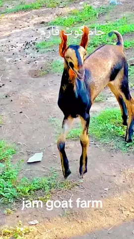 جام گوٹ فارم رحیم یار خان 