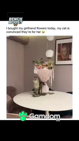 #fyp #viral #cat #catsoftiktok #cats 