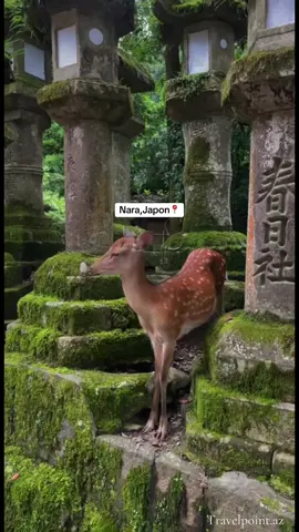 🇯🇵 Yaponiya – Nara şəhərində yerləşən məşhur Nara Deer Park yüzlərlə sərbəst gəzən maralları ilə unikal bir təcrübə təqdim edir. Bu marallar Yapon mədəniyyətində müqəddəs hesab olunur və şəhərin simvoluna çevrilib. Parkda gəzinti zamanı maralları əllə qidalandırmaq üçün xüsusi “shika senbei” adlanan peçenyeləri almaq mümkündür. Təbiət gözəlliyi və sakit atmosferi ilə həm yerli, həm də xarici turistlərin ən çox ziyarət etdiyi məkanlardan biridir. 🌿✨ 🎟️ Giriş: pulsuz 🇯🇵 Japan – The famous Nara Deer Park, located in the city of Nara, offers a unique experience with hundreds of freely roaming deer. These deer are considered sacred in Japanese culture and have become a symbol of the city. Visitors can buy special crackers called shika senbei to feed them while enjoying a peaceful walk in nature. With its serene atmosphere and cultural value, it is one of the most visited destinations for both locals and tourists. 🌿✨ 🎟️ Entrance: free Maraqlı videolar üçün bizi izləmədə qalın! Turları bir arada görmək üçün:www.Travelpoint.az saytına daxil olmağınız kifayətdir📍 #japon #travel#naradeerpark #tour