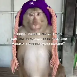 #allt9yko #awakemonke #монкепон #обезьянки #funnymonkey | помнеш??🙉😶‍🌫️🤙