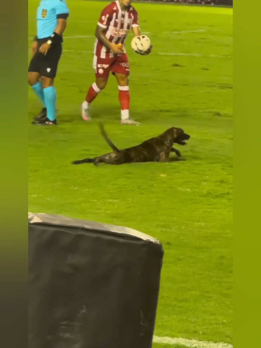 A dog on the football field#football #soccertiktok #funny #viral #dog 