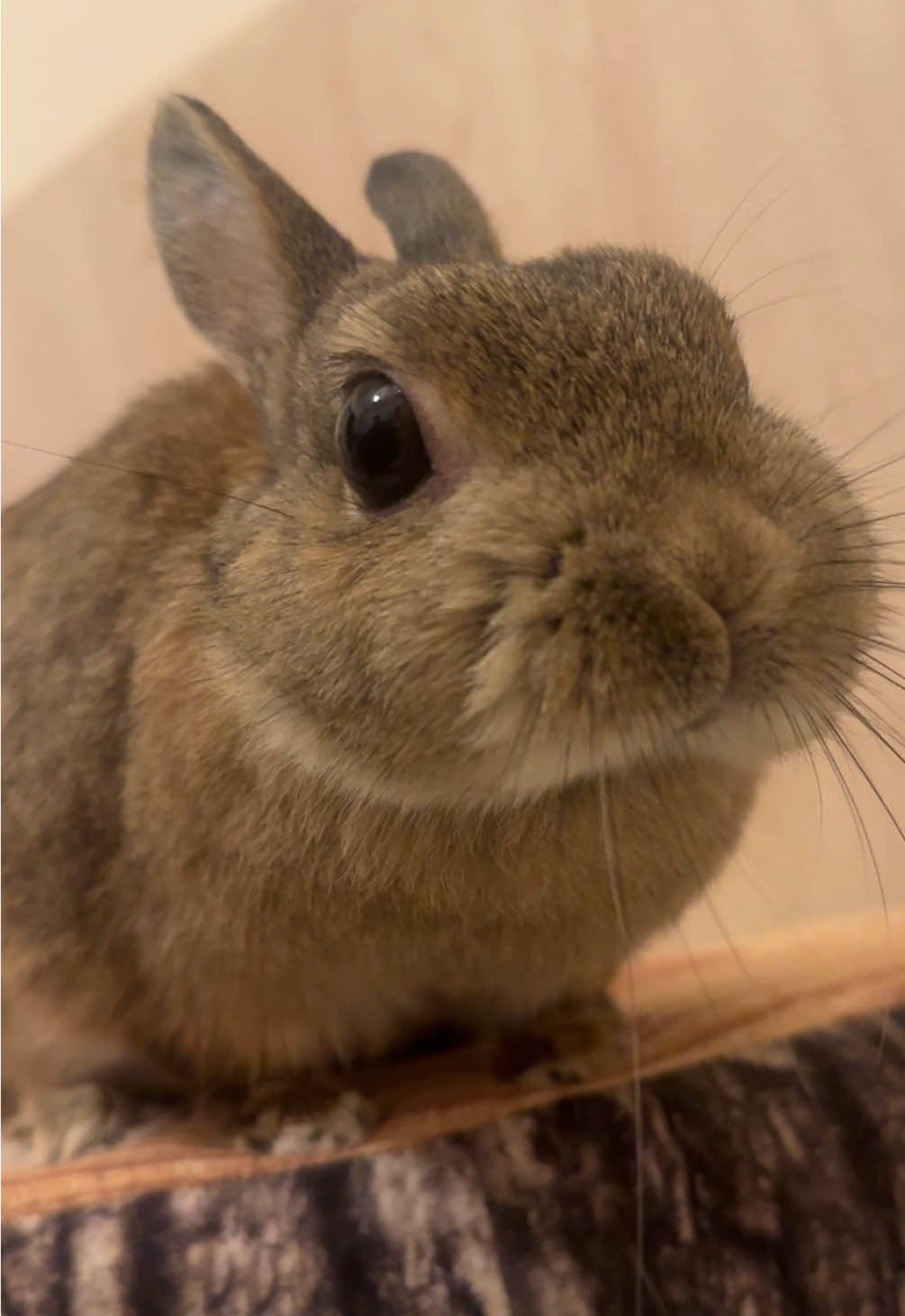 #うさぎ #うさぎのいる生活 #bunny #rabbitlovers #rabbits 