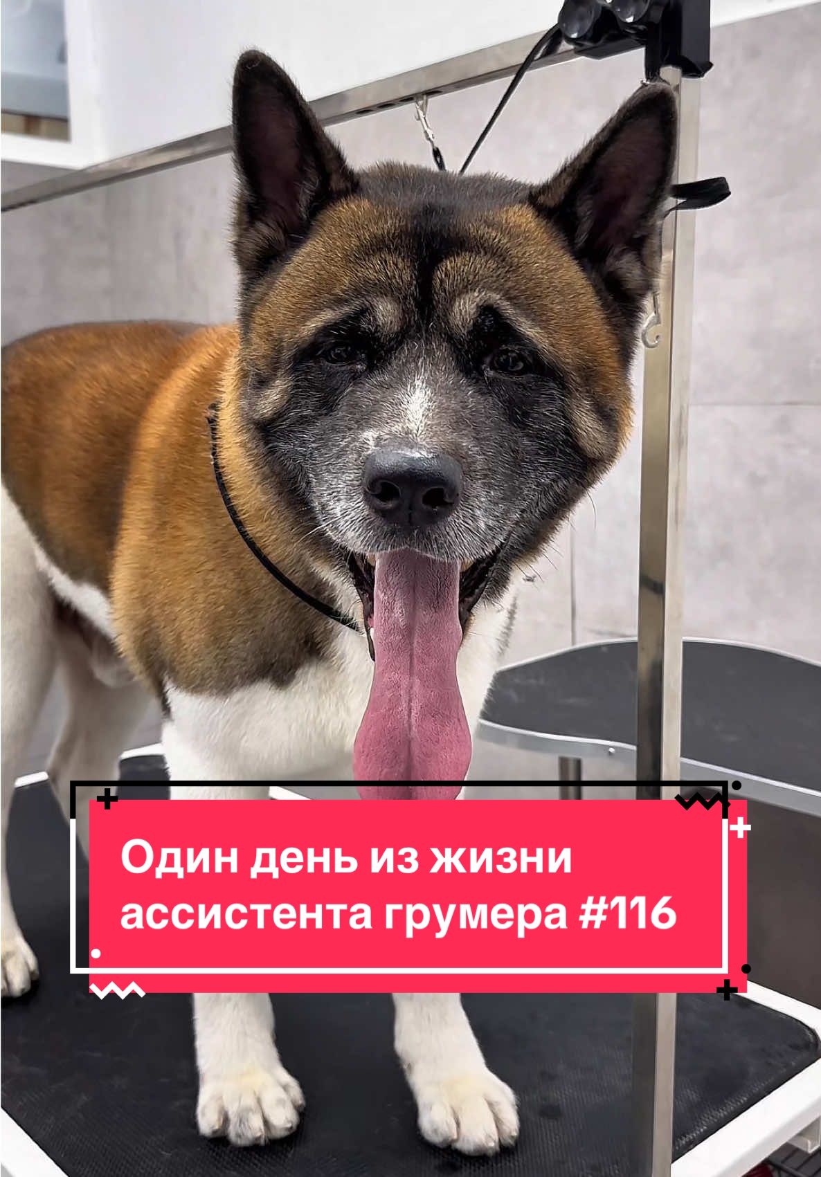 АМЕРИКАНСКАЯ АКИТА ЙОШИ В ГРУМИНГ-САЛОНЕ #собаки #груминг #тбилиси #грузия #dogs