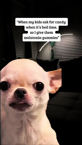 Of course you can have candy before bed time 🤗 #Meme #MemeCut #Chihuahua #relatable #viral 