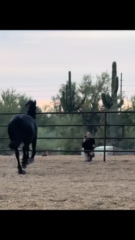 My beautiful friend and her boy 🥹 #gypsian #horsesoftiktok #equestrian #friesian #gypsy @Lauren Paysnoe Byrne 