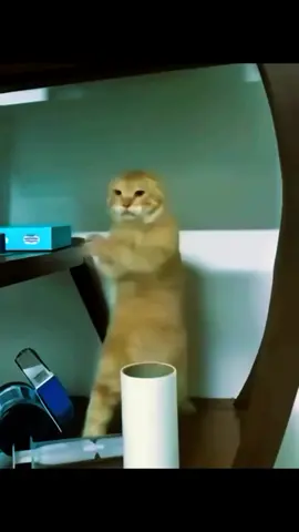 bandido problemático🎵🤪 #ia #cat #dança 