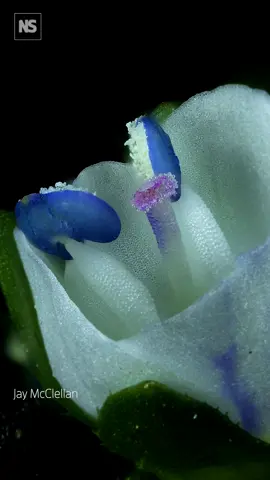 Watch a wildflower self-pollinate in microscopic detail 🔬📽️ Nikon Instruments Inc have unveiled the winners of its 15th annual Nikon Small World in Motion Video Competition, a showcase of the world’s most dynamic microscopic imagery. The first-place prize was awarded to retired engineer-turned-microscopist Jay McClellan for his striking video capturing the self-pollination of a thymeleaf speedwell (Veronica serpyllifolia). Thymeleaf speedwells bloom quickly and unpredictably, meaning filming such a fleeting biological process required a perfect storm of preparation, timing, and technique. The process demonstrates the resilience found in nature, revealing one of the hidden strategies select species of plants use to adapt and survive. Second place was awarded to Benedikt Pleyer for his video of volvox algae swimming in a water drop that had been pipetted into the central opening of a Japanese 50 Yen Coin. Third place was awarded to Dr. Eric Vitriol for his video of actin and mitochondria in mouse brain tumor cells. #nikonsmallworld #microscopy #microscopicimages #insects #nature #photography #videography
