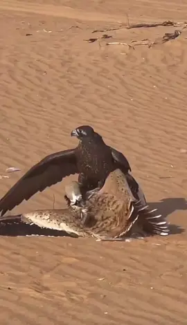😍🦅🫡