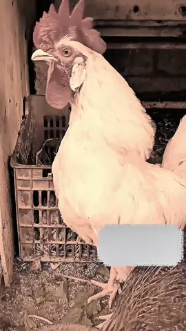 mention ALI name 😜 #trinding #rooster #foryoupage❤️❤️ #unitedkingdom #fyp 