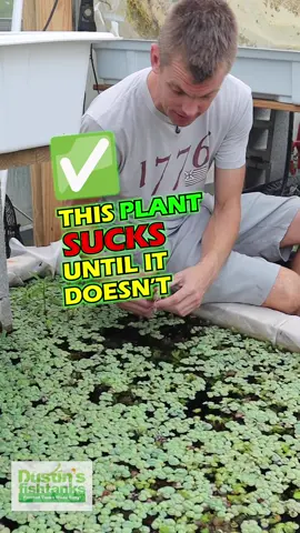 THIS PLANT SUCKS 🫨 UNTIL IT DOESN'T 😍 Bacopa caroliniana 'Yellow flame' (GOLDFISH PROOF!) We have add these to a dirted basin and we are starting to see the results. These plants get bigger, faster. Grab yourself this awesome aquarium plant while we have it in stock! Shop Now! TANK ON!  Follow us! @DustinsFishTanks https://linktr.ee/dustinsfishtanks #bacopayellowflame #aquarium #fishtank #plants #aquascape 