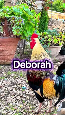 🐔🐔🐔Deborah 🐔🐔🐔🐔🐔🐔🐔🐔🐔🐔🐔🐔🐔🐔🐔🐔#deborah #debbie #rooster #memesdaily #funnymemes 