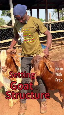 Setting up a goats farming structure 