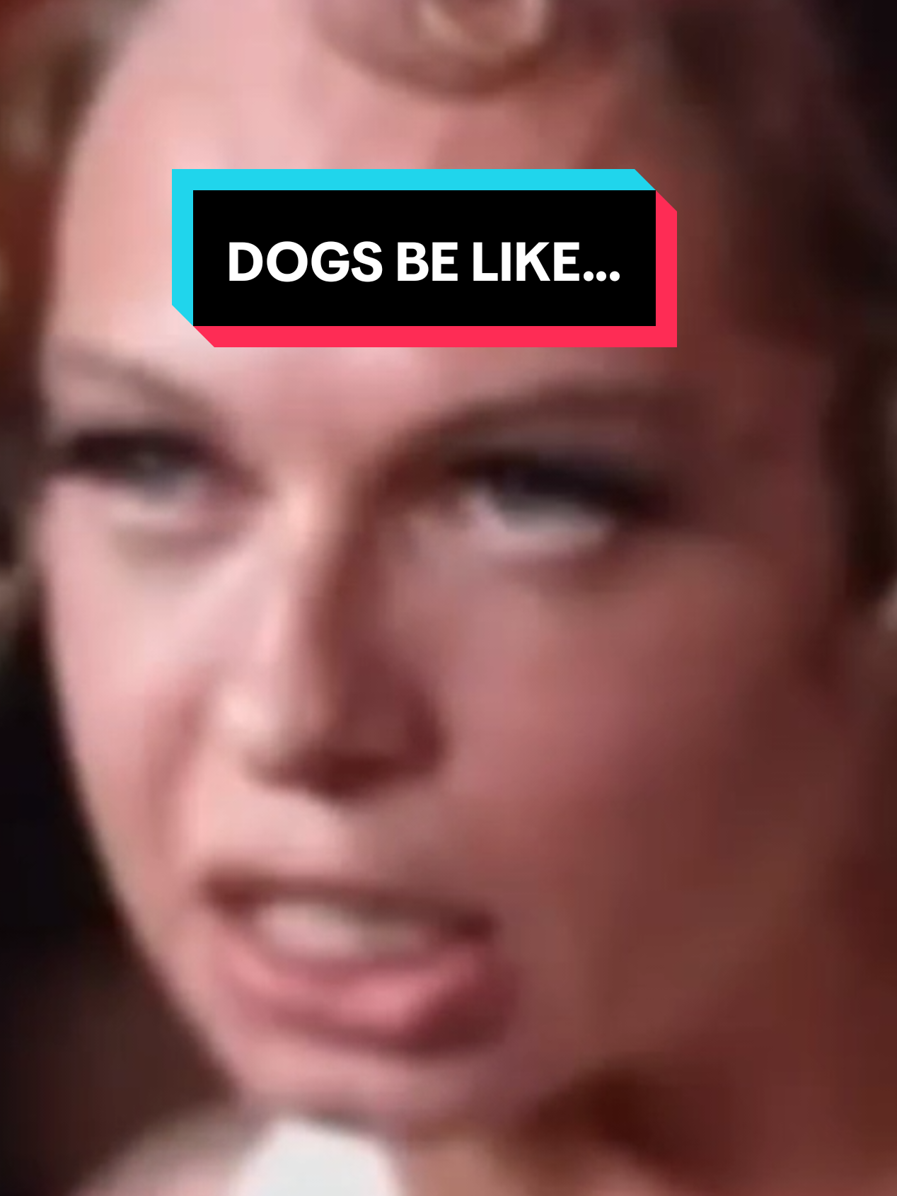 #funny #meme #imbalding911 #dog #dogs 