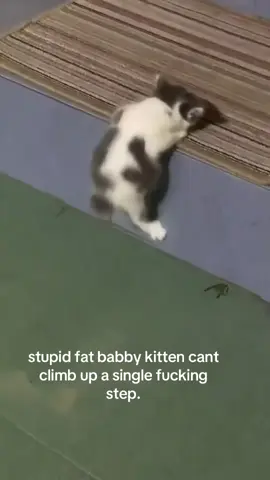 sorry im sure he is very smart #spirituality #kitty 