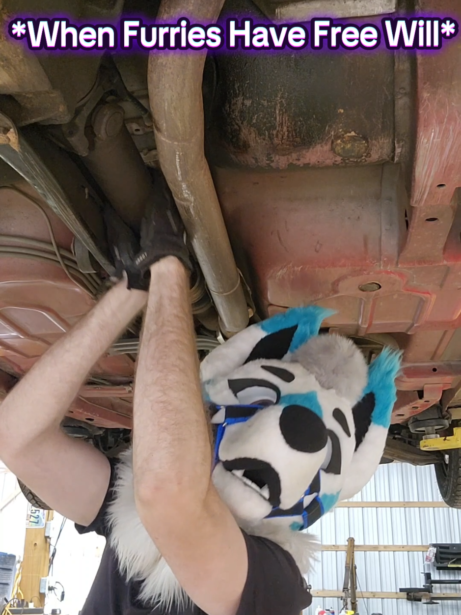 Comment what You'd do with Your Free Will owo? #furry #furryfandom #fursuit #cars #ramthewoofer 