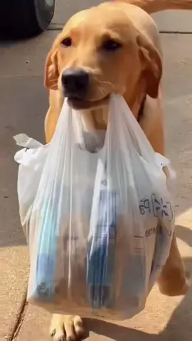 Dogs are helpful creatures 😂🤣#creatorsearchinsights #dogtok #dogsoftiktoks #doghumor #dogfyp 