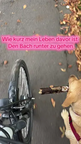 👀👀 #fyp #viral #memorys_of_mali_lia #labrador #funny 