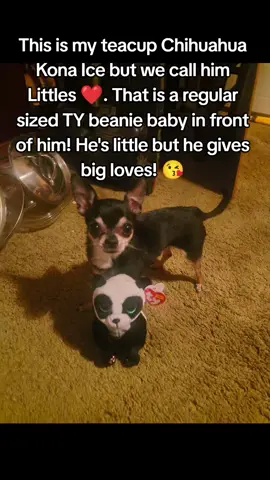 #greenscreen #sabrinacarpenter #Chihuahua #puppy #cutepuppy 
