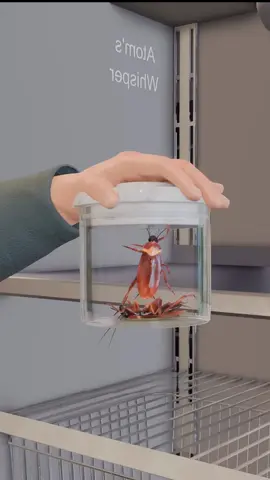 How Cockroach Cars Are Made 😱 Most Viral USA United States Of America #usa #usa_tiktok #usatiktok #america #3d #animation #3danimation #curiosity #zackdfilms