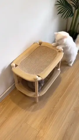 🐱Link is in bio #catbed #catlover #cattoys #kitten #yourcat #funny #funnycats #shorts #cat #catshorts #bestpettoys #cutecat #catoftheday #catoftheworld #cattomemes #catofinsta #meow 