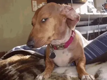 Sussy Dog Meme #meme #dogsoftiktok #dog #suspicious #amongusmeme 