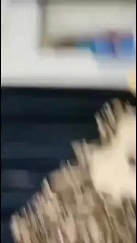 #pandi_ka_dil0 #foryoupage #viral_video #viraltiktok #viral 