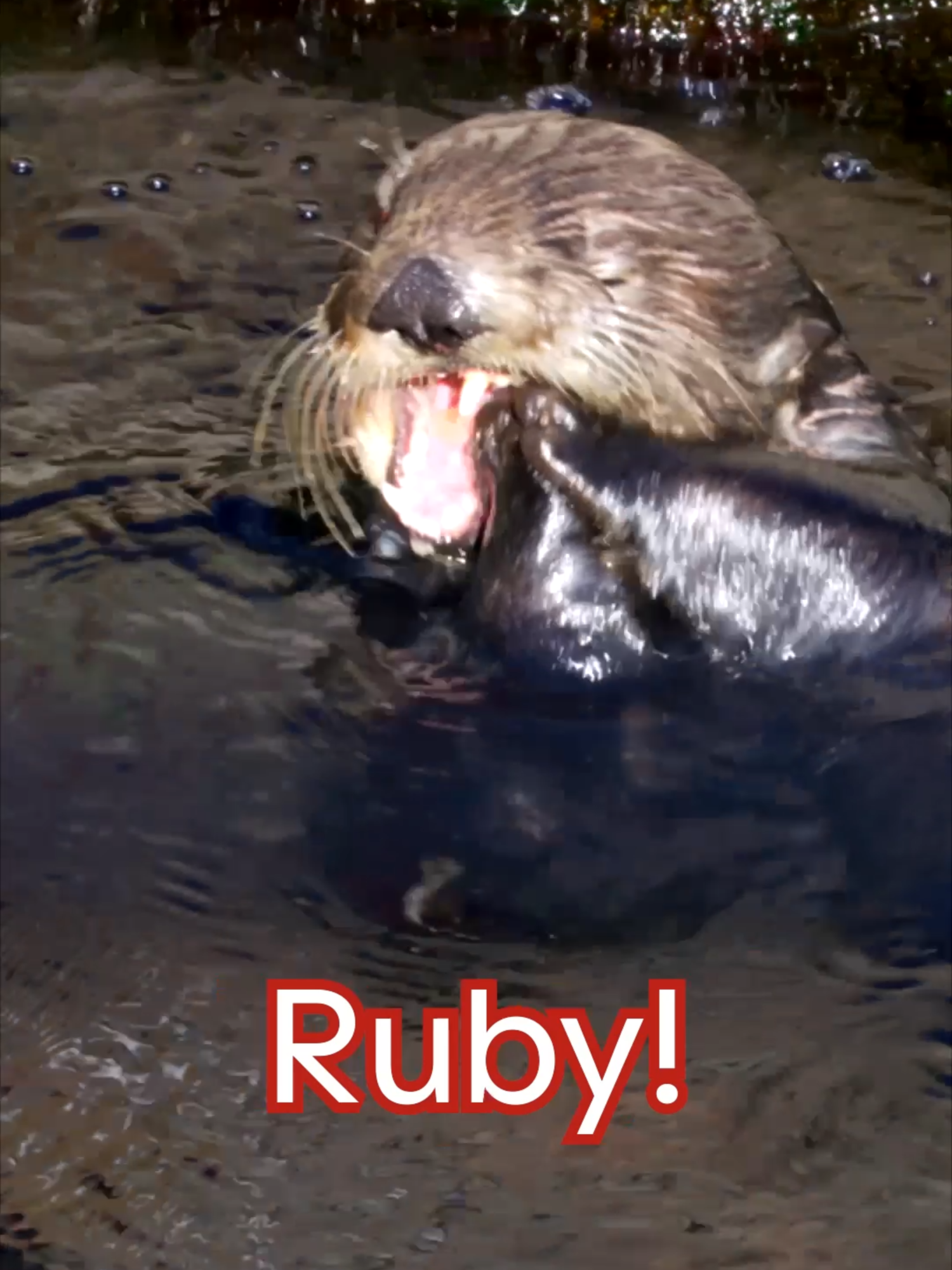 Meet Ruby, the world’s fluffiest foodie! 🦦 Even with their decadently dense fur, southern otters need to eat a quarter of their body weight every day to keep up with their natural metabolisms. So really, who can blame Ruby for sneaking an extra shrimp or two? Each of our exhibit otters have distinctly adorable personalities that charm guests and staff alike. Are you a Ruby, Ivy, Selka, Opal, or Rosa? Take the sea otter personality quiz in our bio to find your otter half! #seaotterawarenessweek #seaotters #marinebiology #aquariumtok #aquarium  #marinemammals #montereybayaquarium