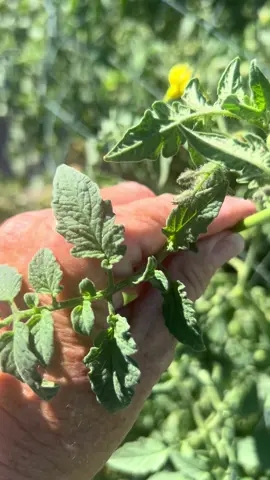 #mothernature #offgridliving #organicgardening #thehealinghomestead #momstrong 