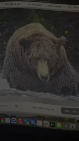 ITS FAT BEAR WEEK! Look at this CHONK! Go to explore.org to vote for your favorite fat bear. It’s not fair that they make them so cute but you cannot cuddle them. Rude! Go love the Bears 🐻 #fatbearweek #livestream #cutebutnotcuddly #chonky 
