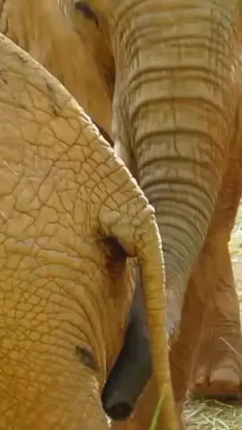 elephant breading knowledge  #ttending #fyp #tiktoker #usa #usa 