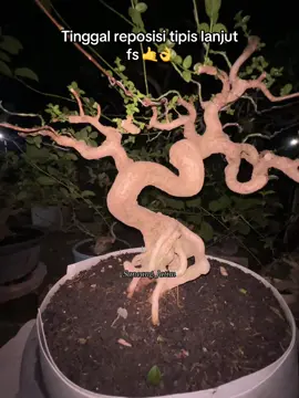 #sancangjatim #sancangplintir #sancangmeliuk #fypシ #bonsai 